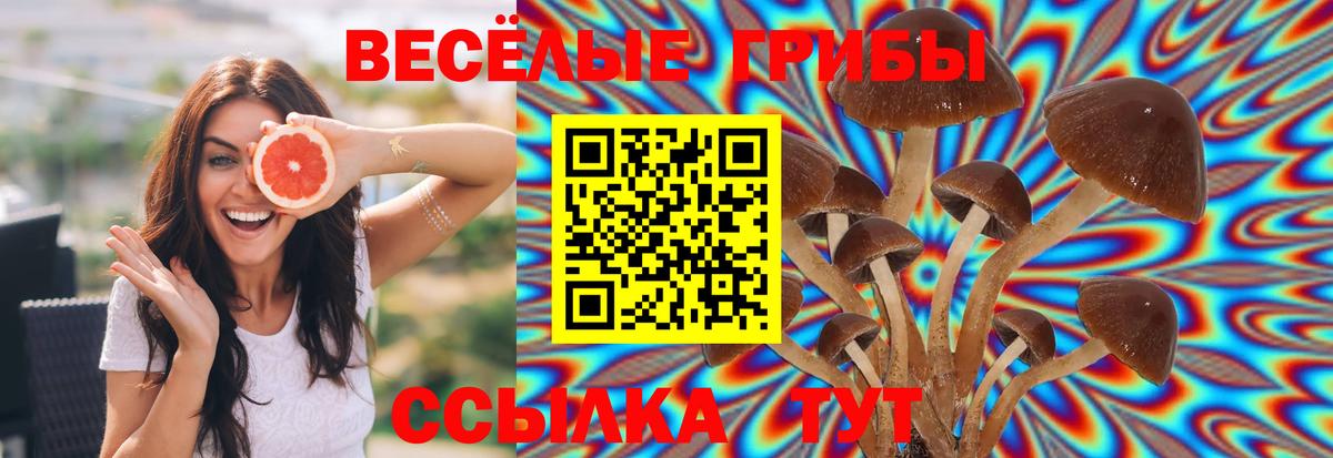 Псилоцибиновые грибы Psilocybine cubensis Углич